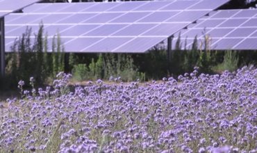 Bijen-screenshot-uit-video-Zonnepark-Uden-572x320.png
