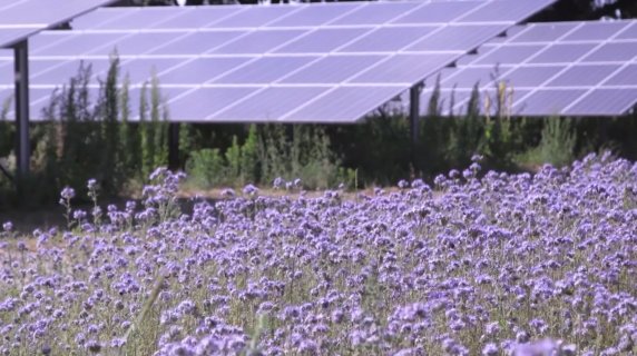 Bijen-screenshot-uit-video-Zonnepark-Uden-572x320.png