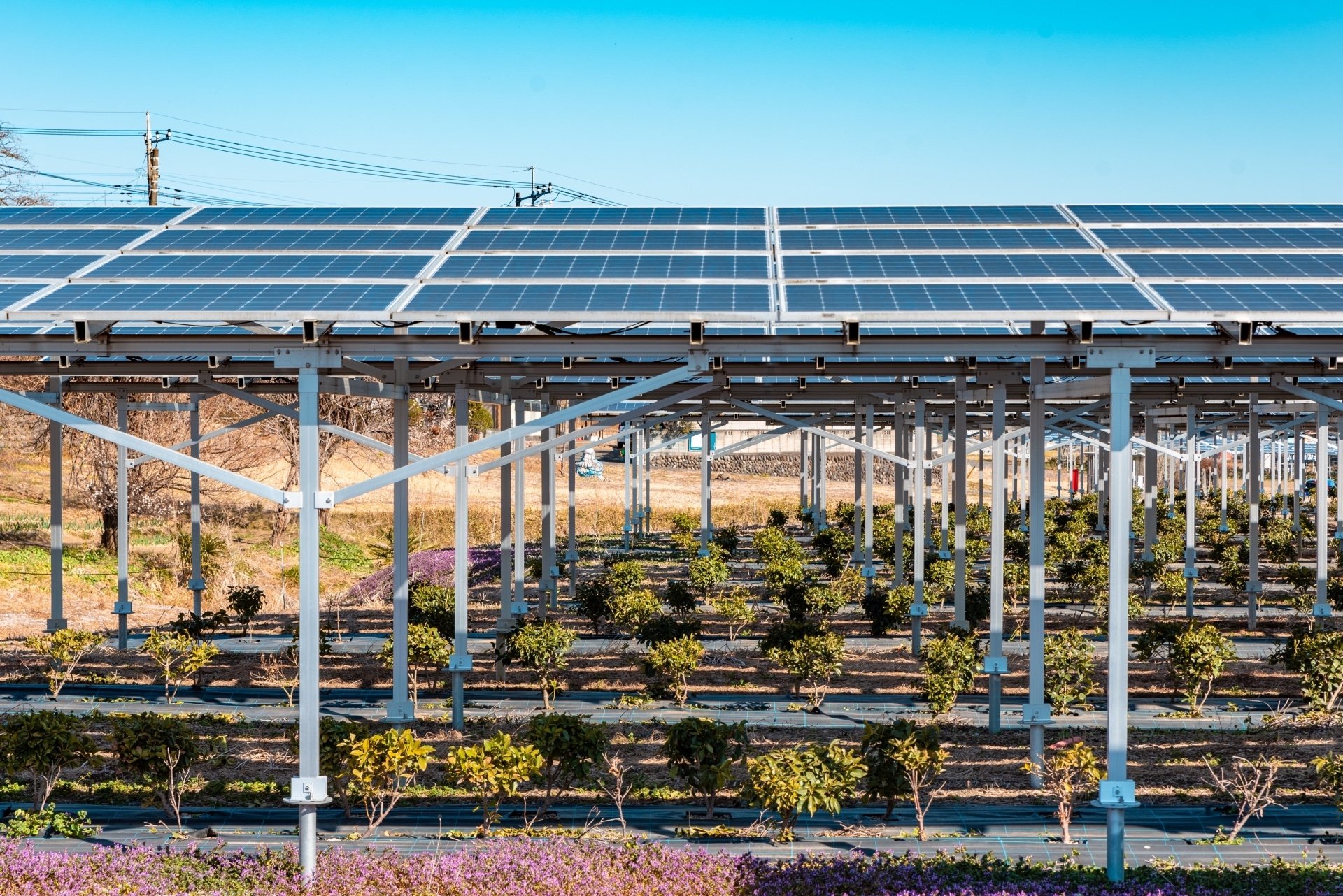agri-pv.jpg